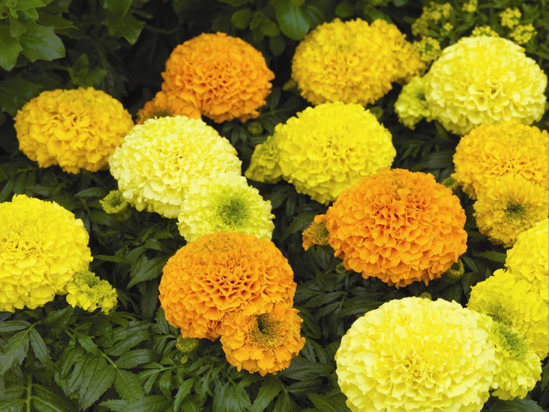 How to plant marigolds