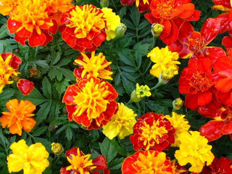 Pembiakan marigold