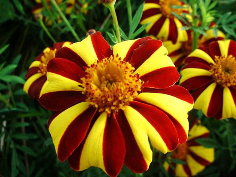 Calendule in fiore