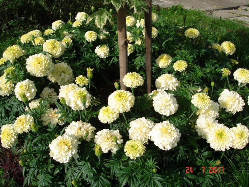 Marigold variety