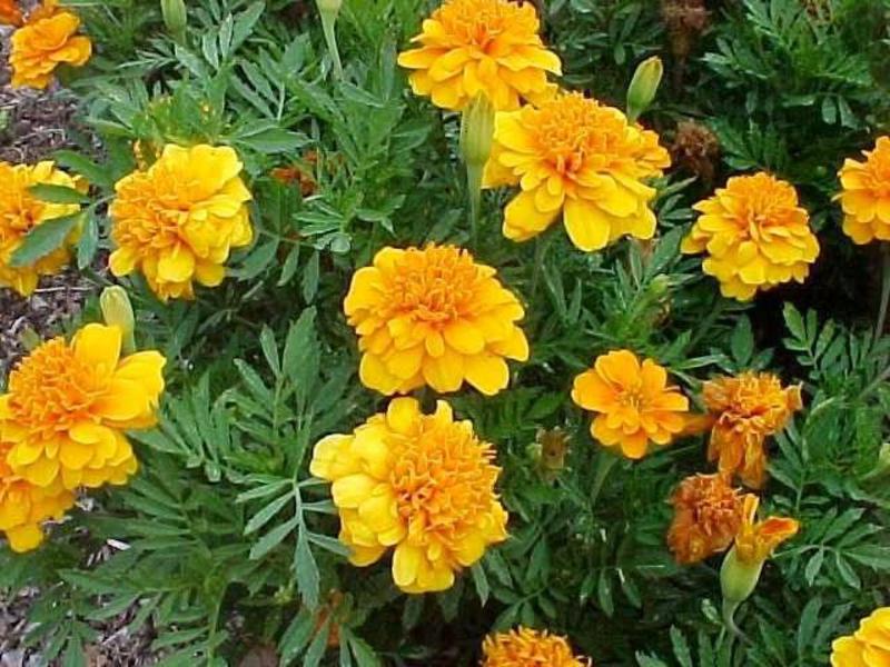 Paglalarawan ng marigold ng halaman