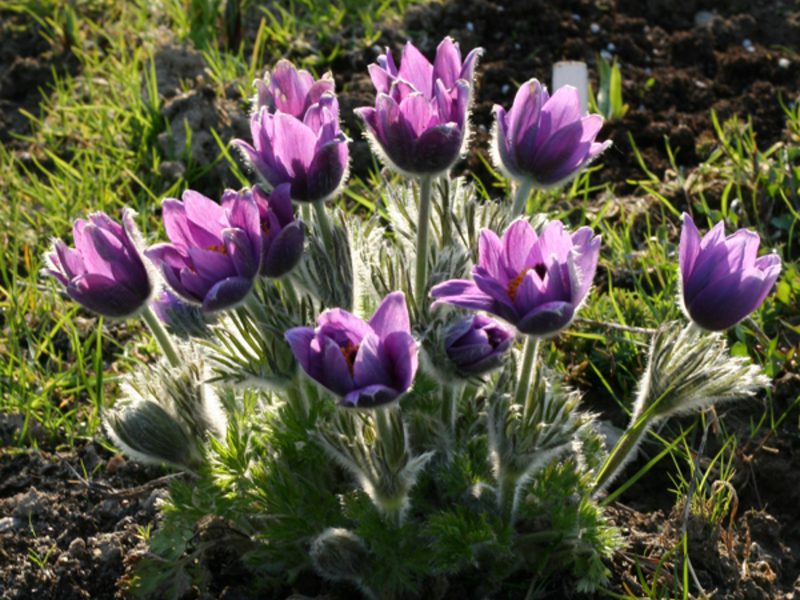 Frühlingsblumen-Hexenschuss