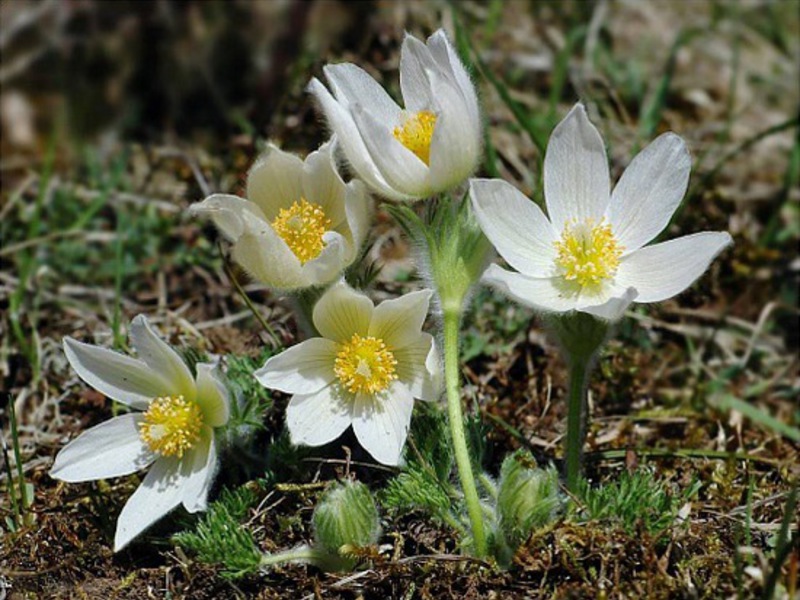 Blooming flower lumbago