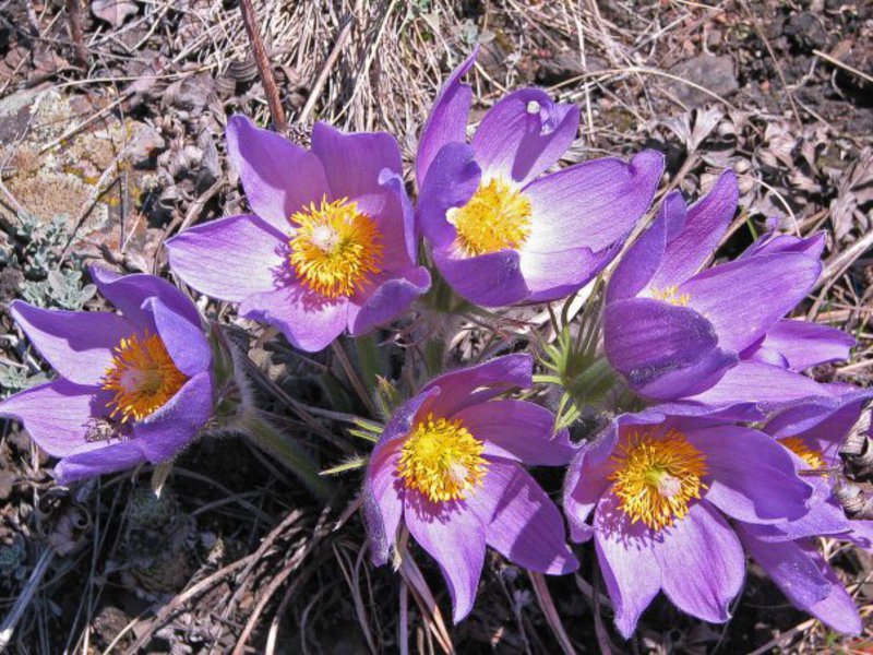 Gemeinsame Hexenschussblume