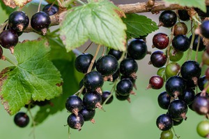 Sifat perubatan currant