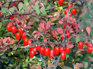 การสืบพันธุ์ของ Barberry