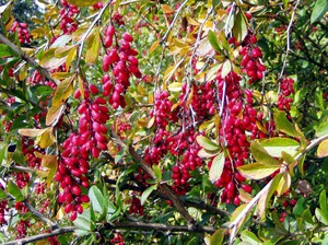 Cures de barberry