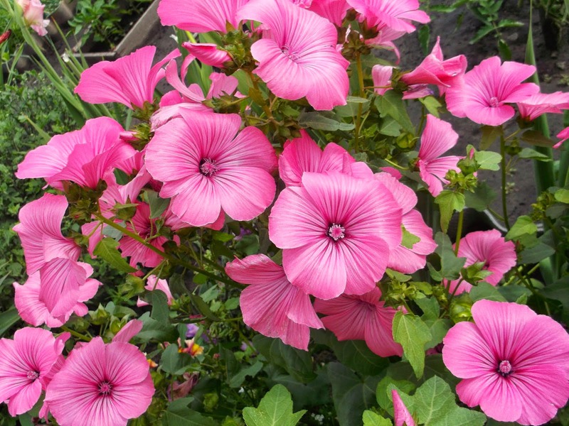 Elenco delle varietà annuali di fiori di Lavatera