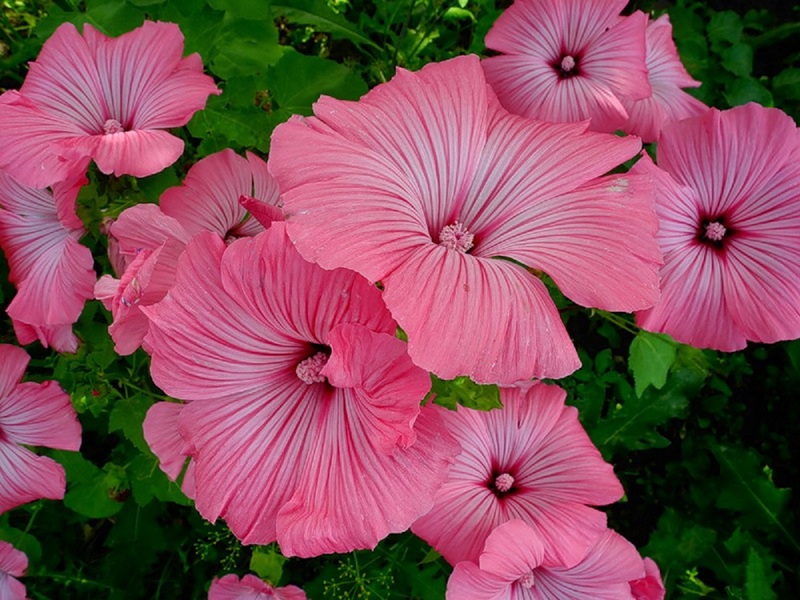 Characteristics of the dwarf variety Lavatera Pink beauty