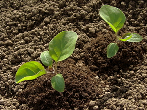 Features of growing and caring for Lavatera seedlings