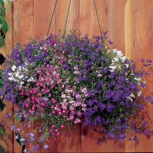 Lobelia en pots