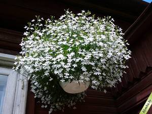 „Lobelia Blue Breeze“