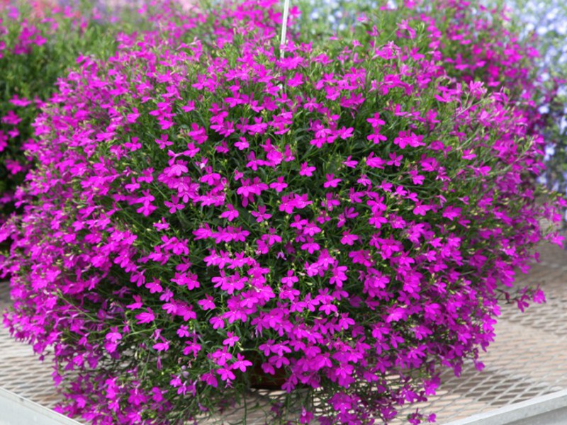 พุ่มไม้ Lobelia