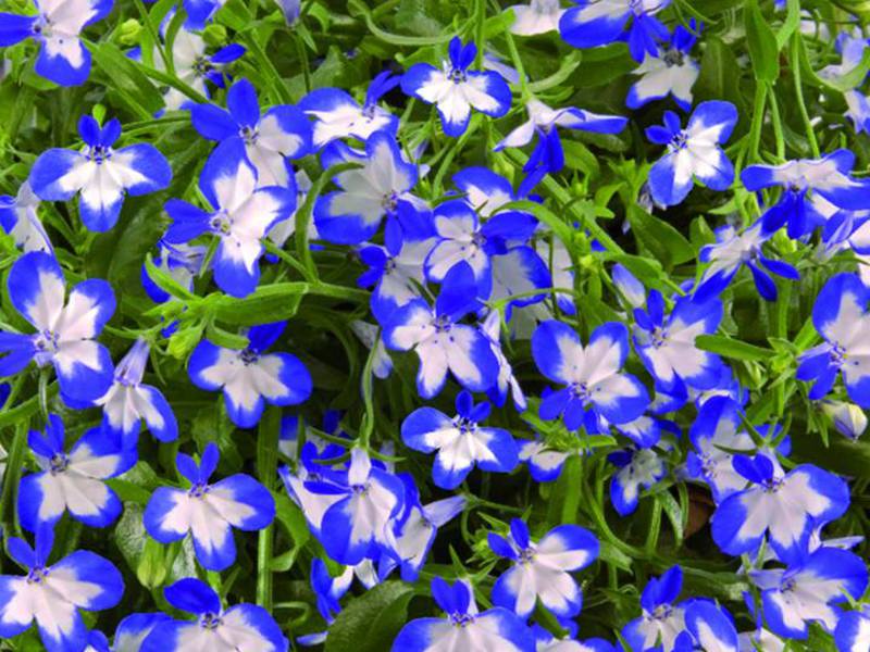 Variétés de Lobelia