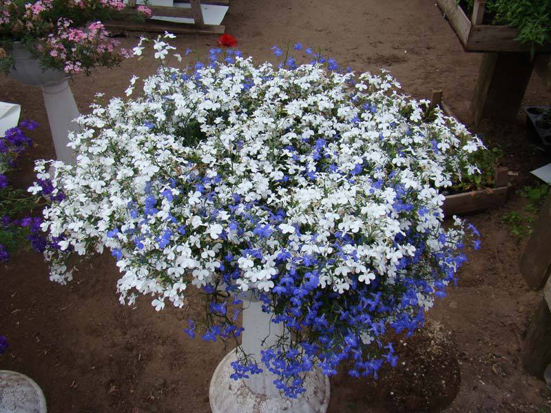 Come coltivare la lobelia