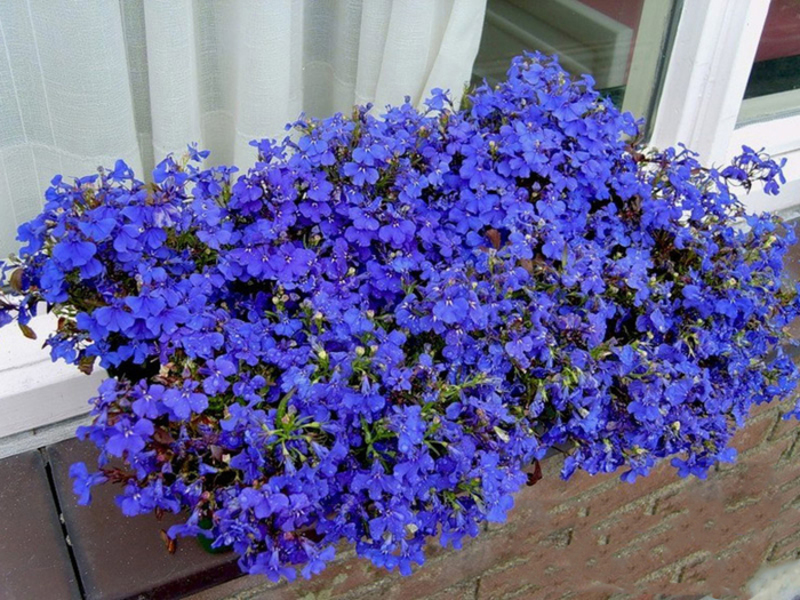 Lobelia haven ampeløse blomster