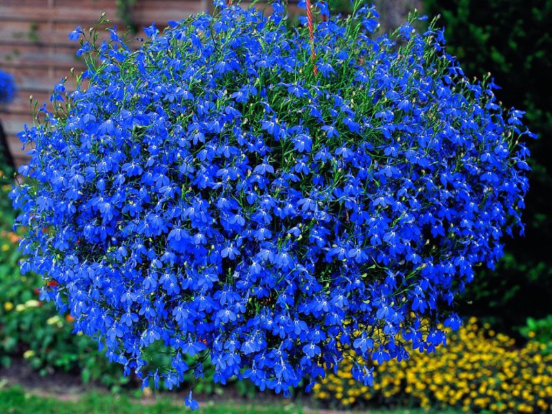 Lobelia v květu