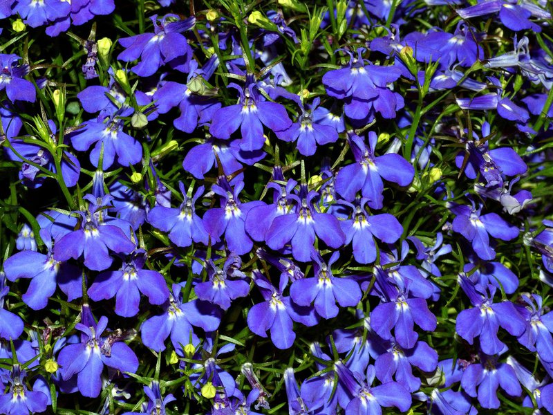 Улица ампел от цветя Lobelia