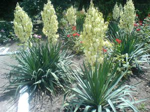 Cách trồng yucca đúng cách