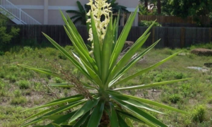 Yucca sodo augalas