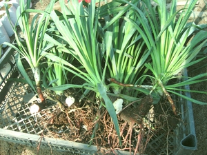 Yucca tái tạo như thế nào