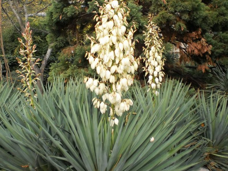 Trädgård yucca vård