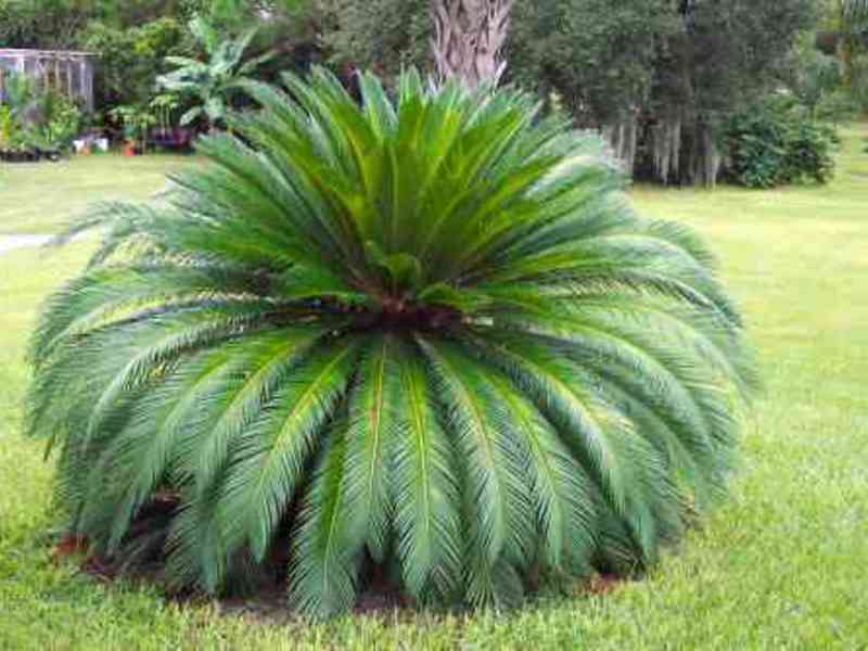 Specii de plante Yucca