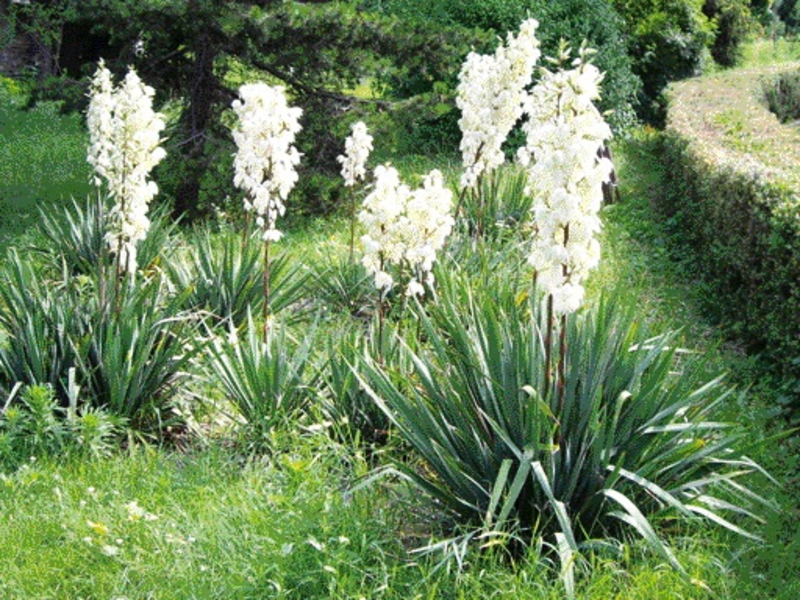 Nagtatanim at nag-aalaga ng isang yucca