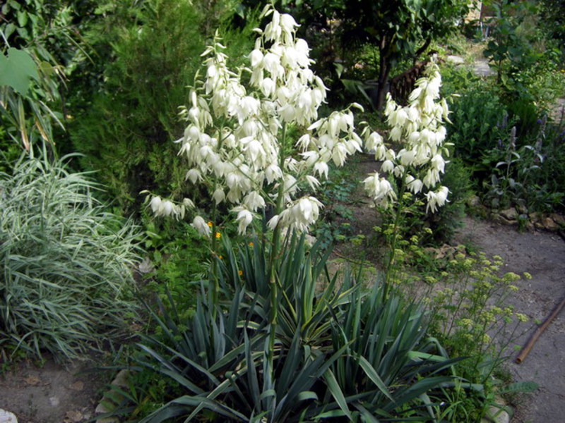 Caratteristiche dello sviluppo del giardino Yucca