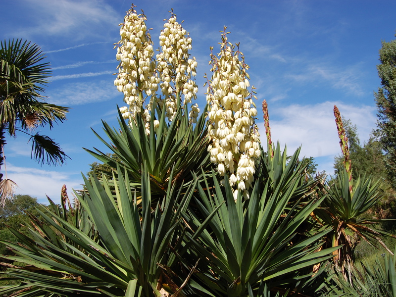 Paano maayos na tubig ang isang yucca