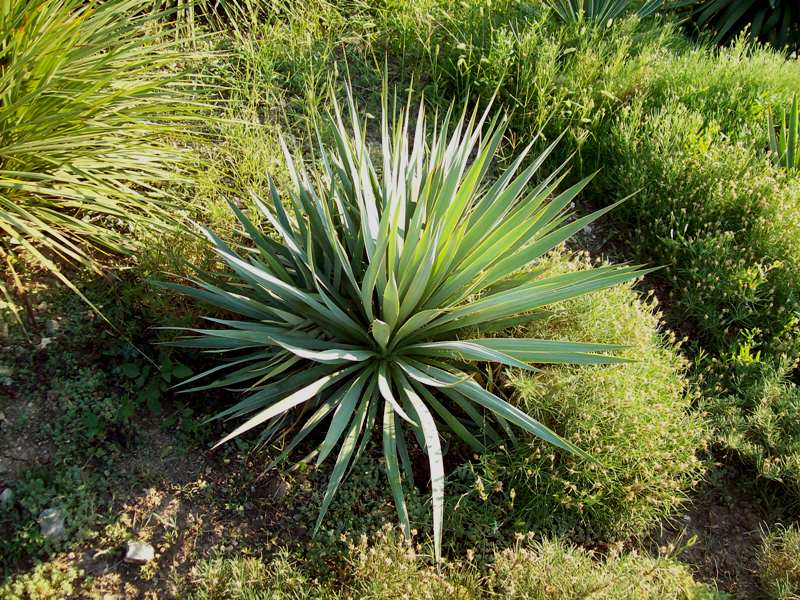 Yucca jardim planta