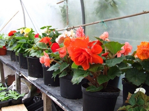 Inicio flor de begonia