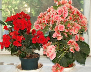 Home fiori Begonia