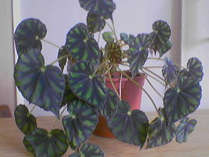 Sisäinen begonia