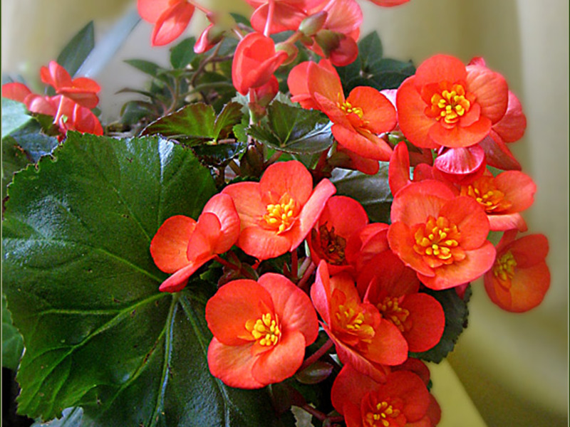 Begonia péče