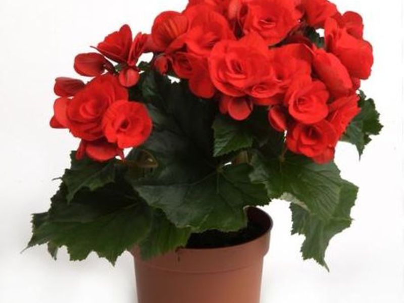 Conditions for growing begonias