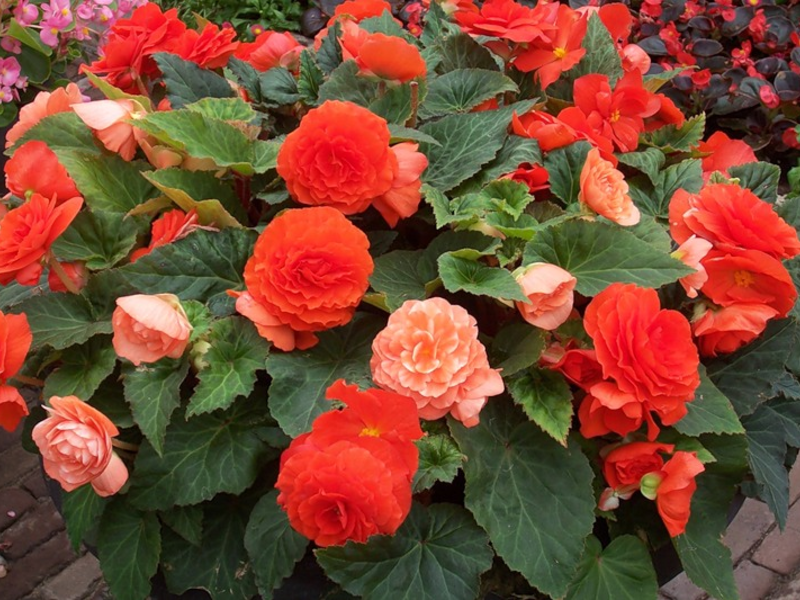 Begonia floreciente