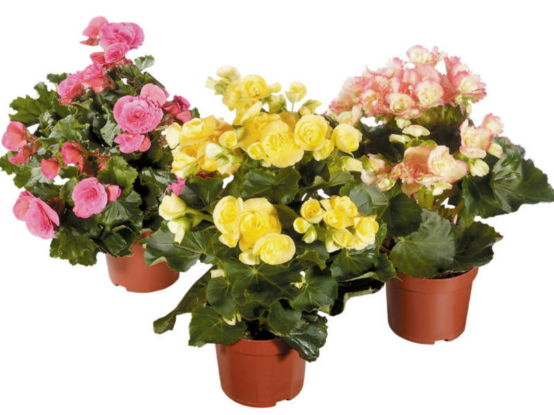 Flowering begonia