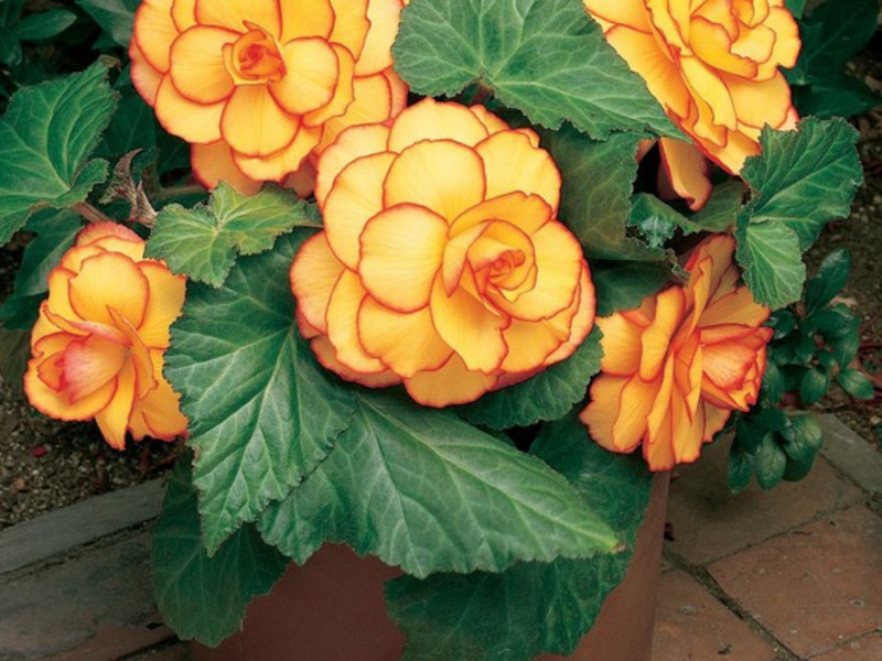 Ampel begonia talossa