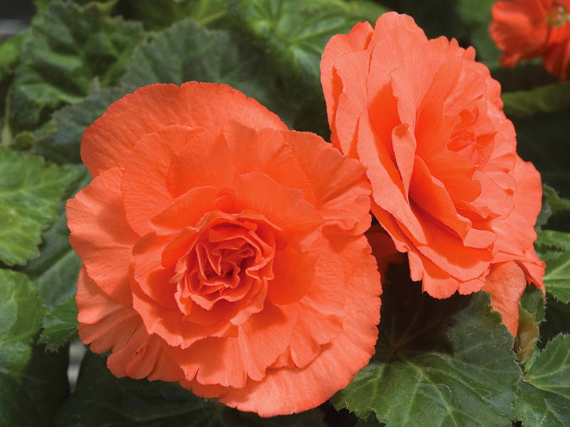 Bloeitijd van begonia