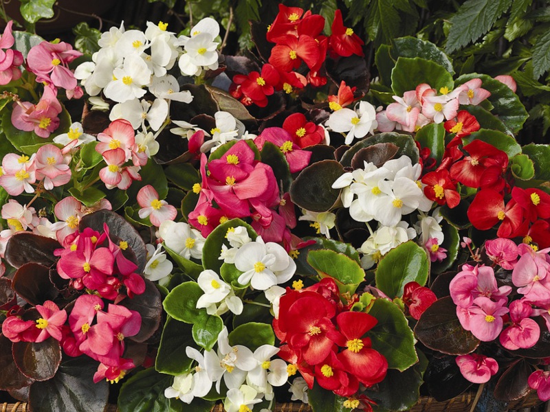 Come appare il fiore della begonia