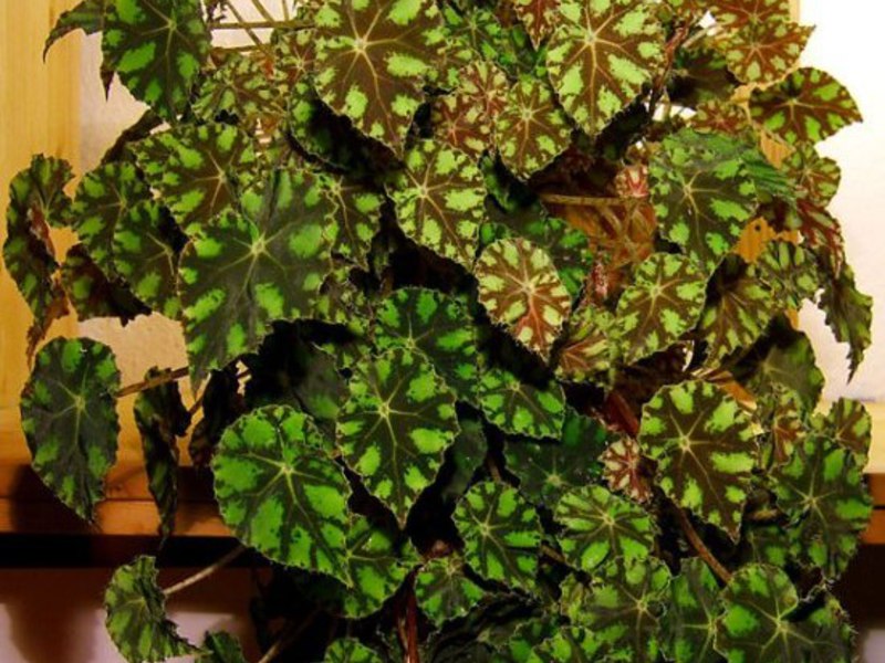 Begonia da tuberi e semi