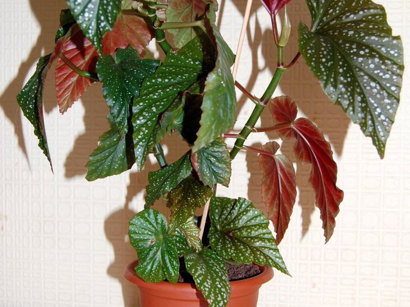 Begonia in fiore