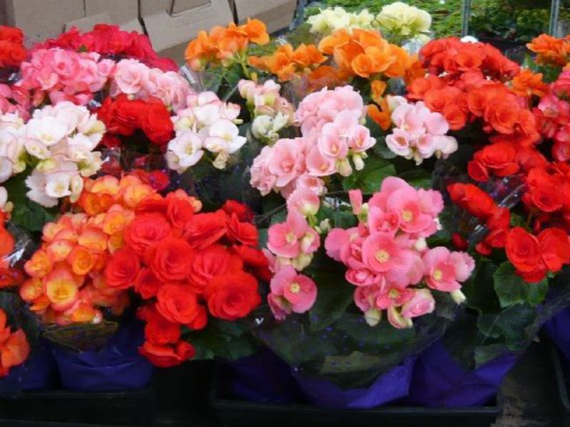 Variedad de begonia casera