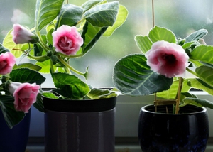 Reproduction of gloxinia by cuttings