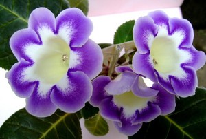 Gloxinia in een pot