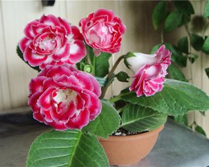 Planting and caring for gloxinia