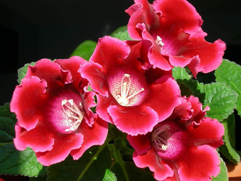 Biji gloxinia