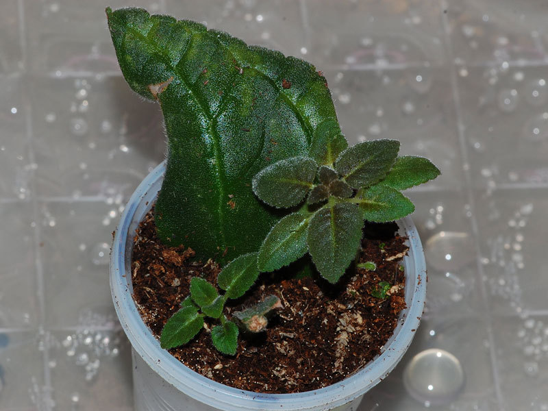 Reproductie van gloxinia door zaden