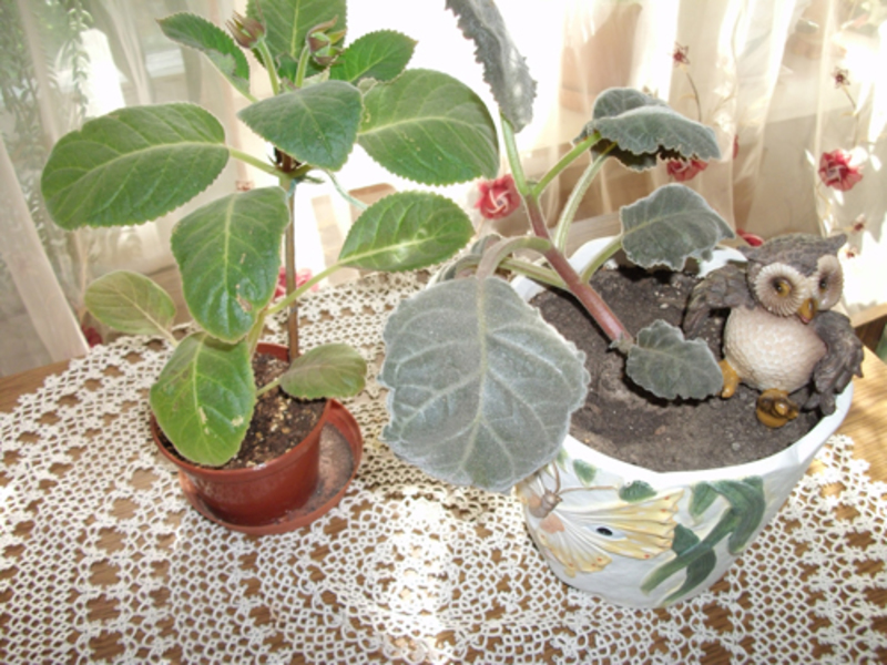 Breeding features of gloxinia